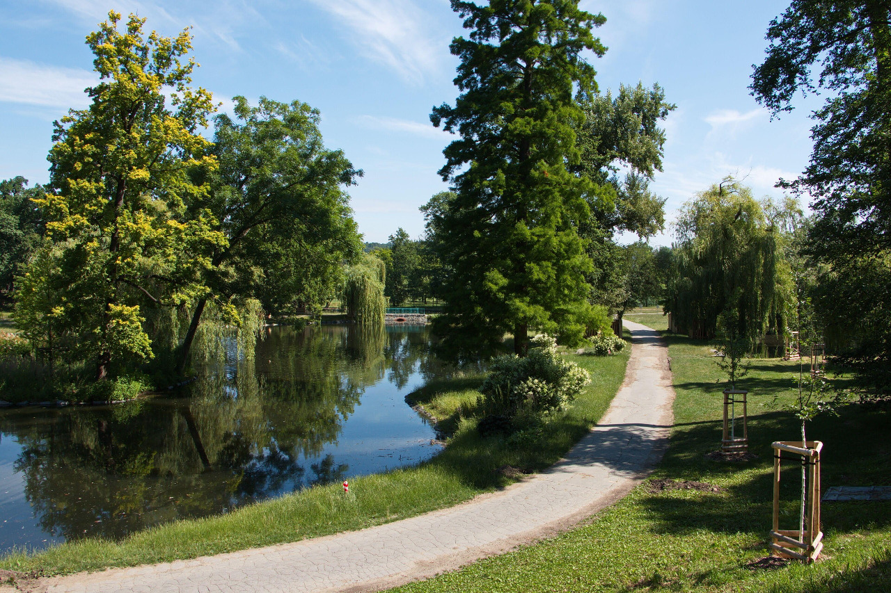 Tree-lined paths in Stromovka park